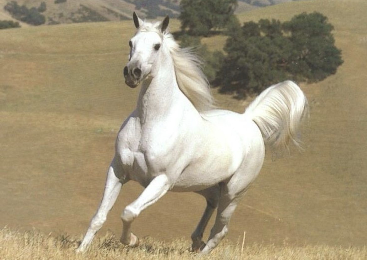Winnie the Horse Gentler